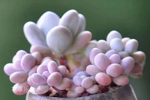 化妆水有补水一区二区久久日韩一片棋牌，揭秘肌肤保湿的秘密武器