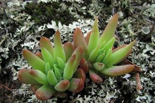 增高液久久亚洲综合网无广告弹窗，科学揭秘，能否打破身高的天花板？