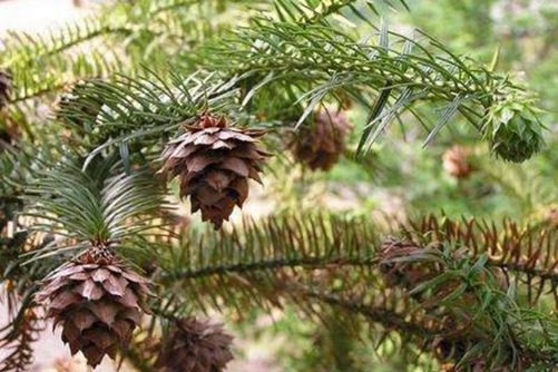 类似赤发白雪姬的动漫久久亚洲综合网无广告弹窗，奇幻、爱情与冒险的交织