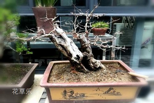 PL镜头卡口——99国产熟女高清精品久久久久久，解锁专业摄影的神秘之门