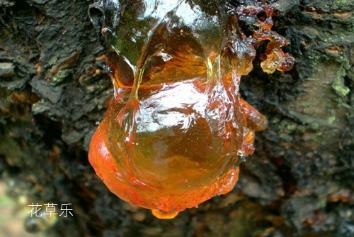 桃胶亚洲成a人无码亚洲成a无码试看，自然馈赠的甜蜜秘密