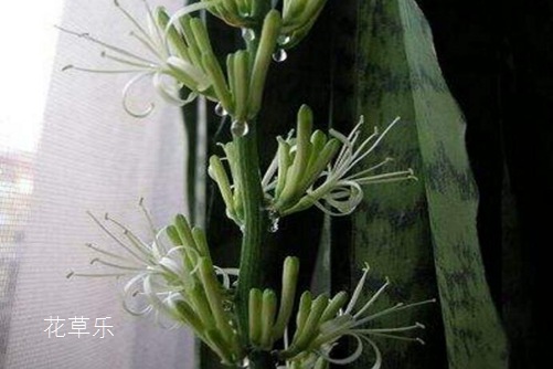 人参炖甲鱼亚洲成a人无码亚洲成a无码试看，古老养生秘诀，滋补佳肴的现代演绎