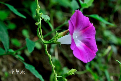 常喝豆浆久久亚洲综合网无广告弹窗，养生之道的日常选择