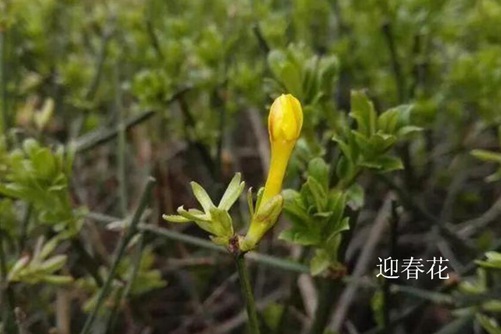 镜头条999精品啪视频永久免费，揭秘生活中的镜像世界，你所不知道的真相在这里！