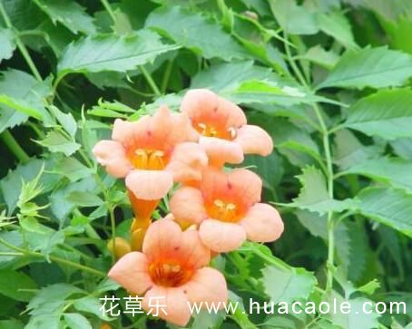 擦相机镜头纸99国产熟女高清精品久久久久久，摄影者的秘密武器，让每一张照片都闪耀专业光芒