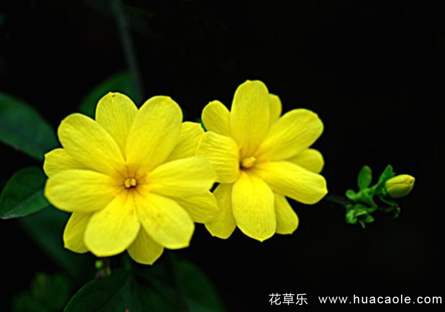 佳能镜头景深窗99国产熟女高清精品久久久久久，解锁摄影艺术的神秘面纱